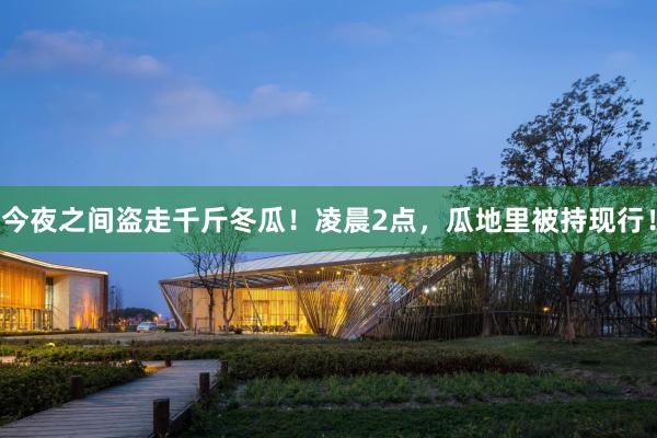 今夜之间盗走千斤冬瓜！凌晨2点，瓜地里被持现行！